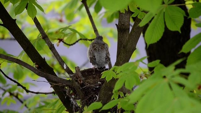 Дрозды, гнездо, птенцы, начало мая 2021 3 смотреть онлайн