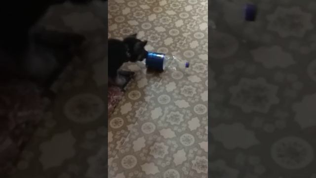 Собака ВЕО знакомство с бутылкой смотреть онлайн