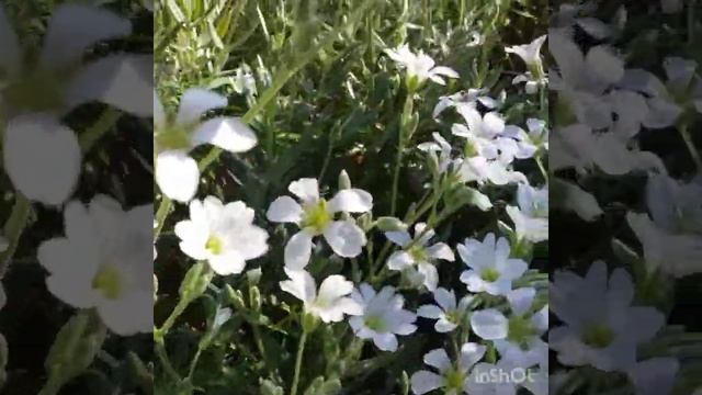 Цветение ясколки!!!!🏵🌿🌼🌹 смотреть онлайн