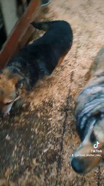 Картошка ❤️ смотреть онлайн