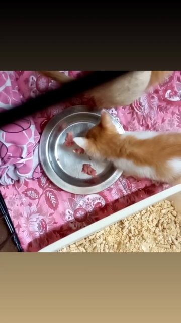 Котята подброшенные едят фарш первый раз смотреть онлайн