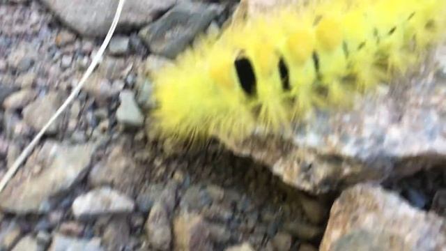 Calliteara Pudibunda смотреть онлайн