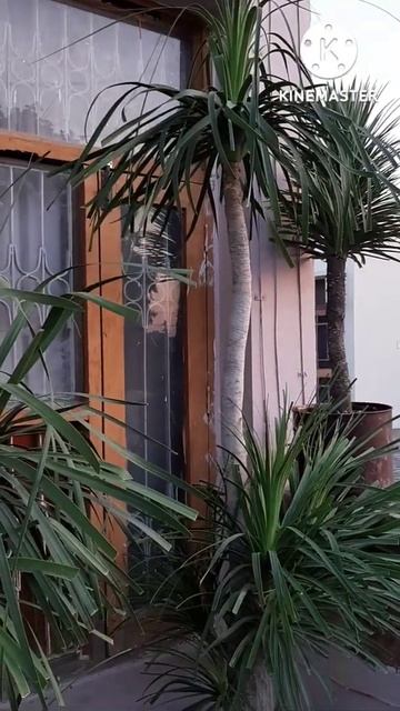 Nolina plant l ponytail Plant #nolina #ponytailplant #plant смотреть онлайн