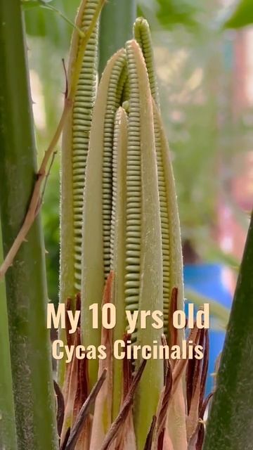 My 10 yrs old cycas circinalis | #cycad #shorts #shortsfeed #ytshorts #youtubeshorts смотреть онлайн
