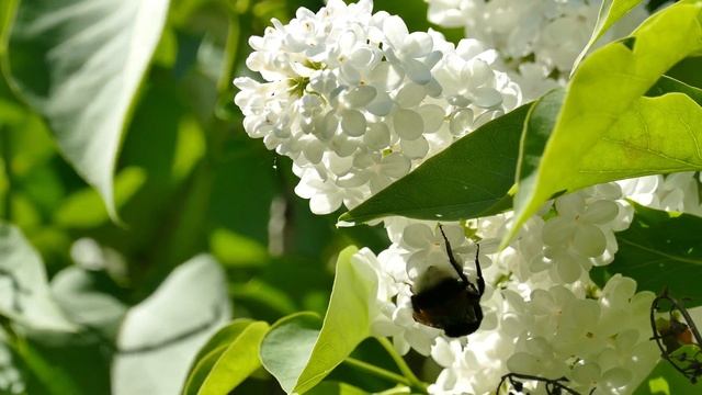LILAC and BUMBLEBEE смотреть онлайн