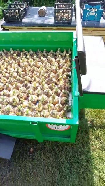 Эх Лук -лучок 🧅 Сбор урожая Лука 2023! Сезон уборки овощей 2023 ! #shorts #лук #сборурожая #вдеревн смотреть онлайн