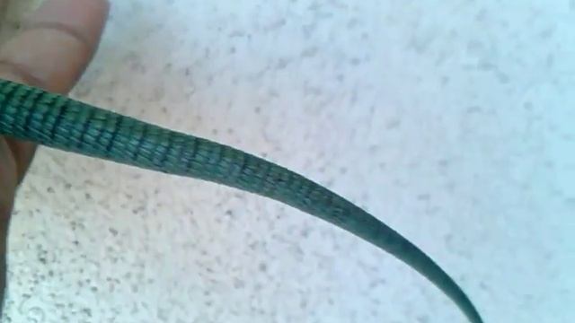 Abronia Graminea смотреть онлайн