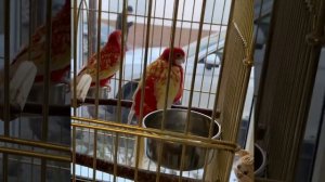 Rosella parrots 🌹🌹🌹Попугайчики Розелла