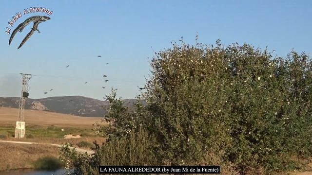 Miles de gorriones morunos (Passer hispaniolensis) смотреть онлайн