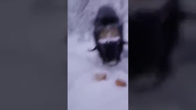 Овцебык в Якутии. Часть 2 смотреть онлайн