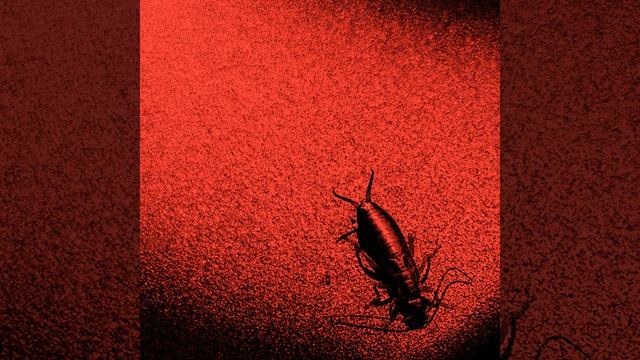 Androctonus Crassicauda смотреть онлайн