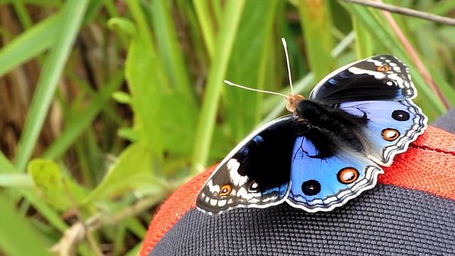 Blue Pansy  Junonia orithya   アオタテハモドキ
