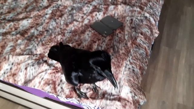 Самолюбование и ко-ко-ко, поймали :) смотреть онлайн