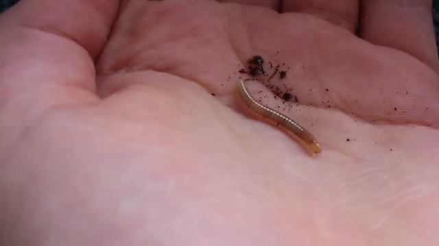 Spirustreptus spec. - mein Tausendfüßler | Insekten TV смотреть онлайн