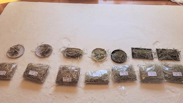 元気になったモルモットの行動が可愛すぎました смотреть онлайн