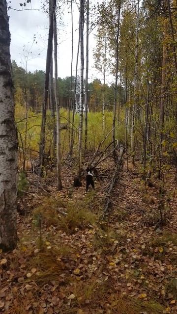 щенок 4 м Рел первая реакция на лося смотреть онлайн