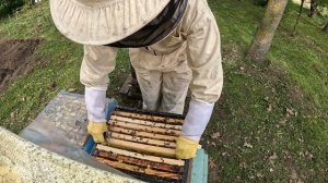 Как сделать отводок пчёл за  5 минут. Простой отводок для начинающих пчеловодов #пчеловодство #пчел