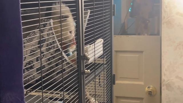 Weirdy Mcweird Tunie Fortuna 🐭 Manic Monday Shredded Cheese Please смотреть онлайн