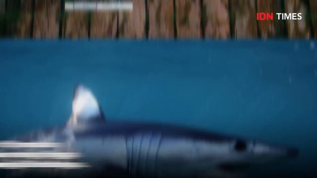 5 JENIS IKAN DENGAN KECEPATAN TERTINGGI, NGEBUT BANGET смотреть онлайн