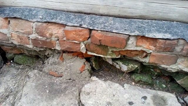 Теперь встреча с ужом смотреть онлайн