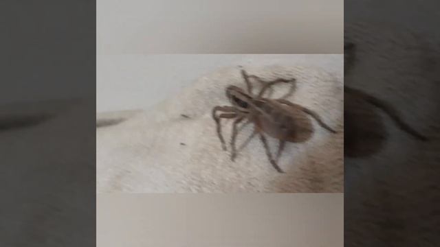 Tarántula Lobo (Lycosa erythrognatha) смотреть онлайн