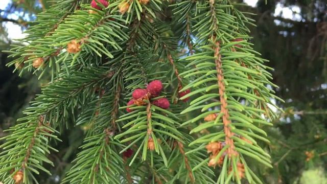 Насчитала 42 горшка, только тут. смотреть онлайн