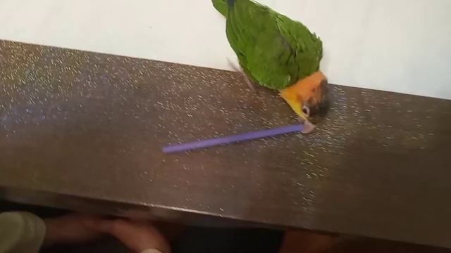 Каик играет с карандашом,thé caique plays with a crayon.😂😂😂 смотреть онлайн