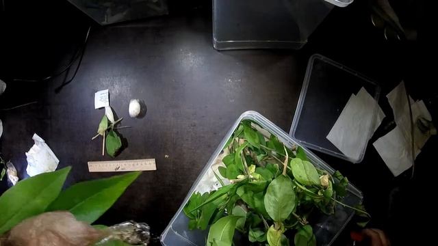 Attacus atlas - Spinning the cocons смотреть онлайн