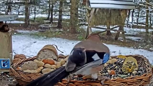 🥜🐦Makov: The complex art of nut selection.🥜🐦 смотреть онлайн