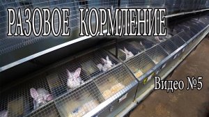 ПОЧЕМУ КОРМЛЮ КРОЛЬЧАТ 1 РАЗ В СУТКИ