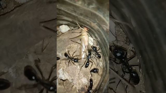 Formiga Dinoponera vs Grilo смотреть онлайн
