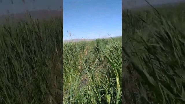 Кароол шалы смотреть онлайн