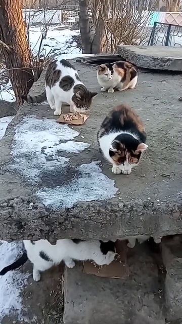 Утреннее кормление уличных кошек смотреть онлайн