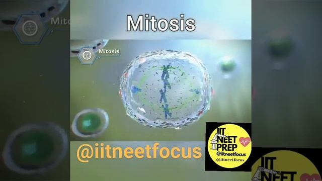 3D Animation Mitosis || Biology class 11 смотреть онлайн