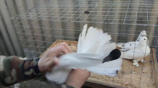 Голуби Николая Жеребцова. 8-989-129-80-55. Краснодар край станица Платнировская. смотреть онлайн