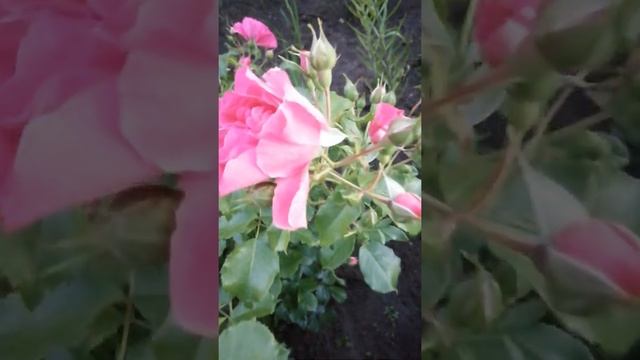 16.6.21 Розовый Сад ♥️ смотреть онлайн
