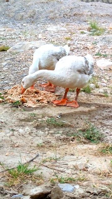 Cute Ducks🦆 #shorts #beautiful #chickendance смотреть онлайн