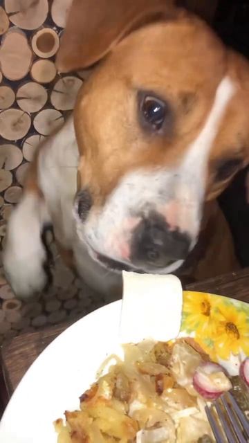 Собалисаворон !!!! #зарядка #diy #dog #животные #питомец #здорвье #любимец #еда #сыр #лисица #ворон