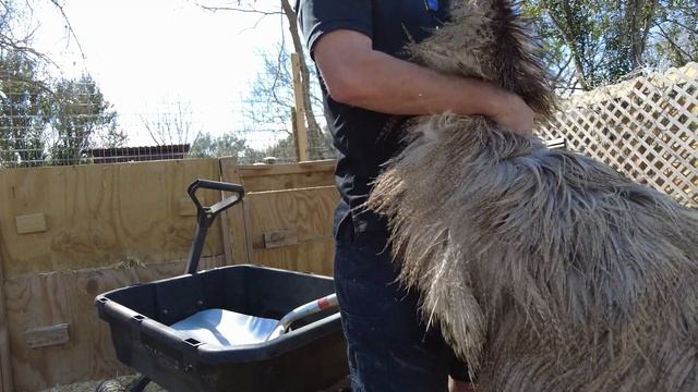 Hank the Emu is a big Snuggle Monster смотреть онлайн