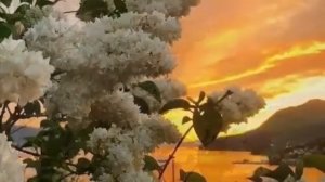 Цыганская песня 👑забар,сирень 👑