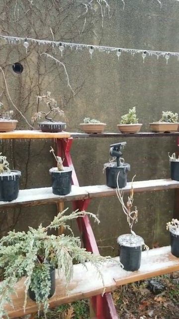 BONSAI FROZENS смотреть онлайн