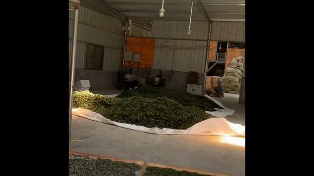 FUDING WHITE TEA - Travel to Mountainous Costal China to Discover the most Natural of All Teas! смотреть онлайн