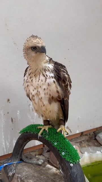 #hawk #birds #birdsbirds смотреть онлайн