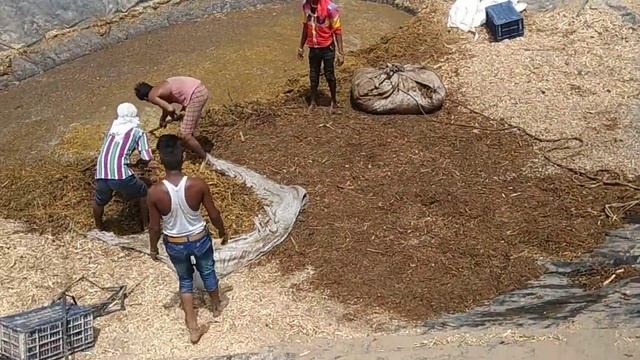 17 - OrgenicFarming moringa leaves amrat mitti gajendr patidar m.p. किसान पाठशाला BALRAM KISAN смотреть онлайн