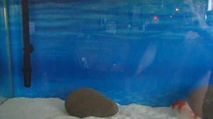 Карпы кои в аквариуме