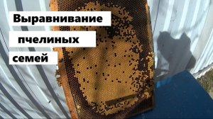 Выравнивание пчелиных семей.