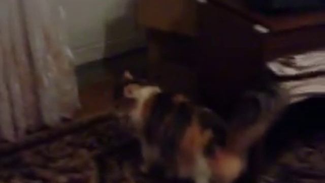 Кошка Мирка смотреть онлайн