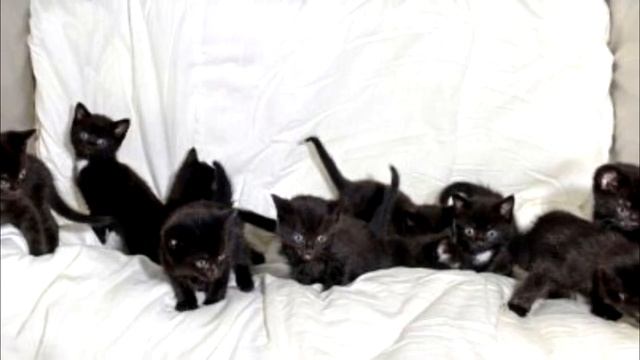ШОК! Женщина нашла картонную коробку замотанную в скотч, открыв коробку женщина ахнула смотреть онлайн