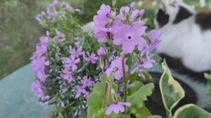 НОВИНКИ МНОГОЛЕТНИКОВ В МОЕМ САДУ. ПОХОД НА ЦВЕТОЧНЫЙ РЫНОК.  #многолетники #хосты #примулы #флоксы