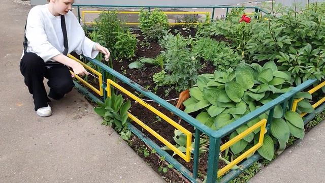 Абиссинская кошечка гуляет как собачка на поводке. смотреть онлайн